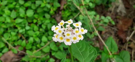 Lantana Camara also known as Common Lantana is a species of flowering plant. Its native place is central and south american tropics. But it is spread out from america to more than 50 countries.