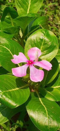 Madagaskar-Periwinkle ist eine Blütenpflanze aus der Familie der Apocynaceae. Es ist auch bekannt Catharanthus Roseus, Vinca Rosea, Vinca Alkaloids, Bright Eyes, Cape Periwinkle, Friedhofspflanze, Old Maid.