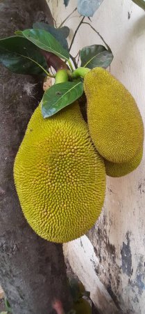 Jackfruit Tree est une espèce de figuiers de la famille des "Breadfruit tree". Il est également connu Jacktree, lieu natal de Jackfruit est Ghats occidentaux du sud de l'Inde, Sri Lanka, Malaisie et Indonésie.