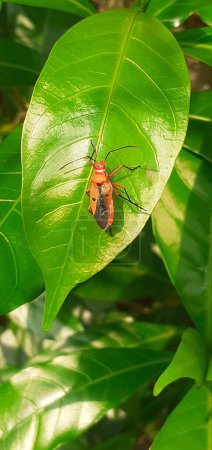 Dysdercus Cingulatus oder Bapak pucung ist eine Art aus der Familie der Pyrrhocoridae-Marienkäfer. Es ist ein ernsthafter Schädling der Baumwollpflanzen. Es ist auch bekannt als roter Baumwollfleck.