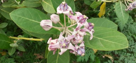 Calotropis Gigantea ist eine Familie der Apocynaceae Blühende Pflanze. Sie ist auch als Kronenblume bekannt, heimischer Ort dieser Pflanze ist Indien, Pakistan, China, Nepal und das tropische Afrika.