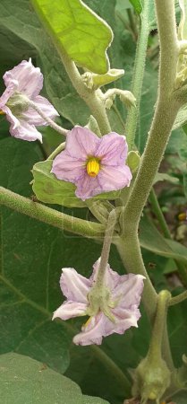 Brinjal, Eggplant or aubergine or is a plant species in the nightshade family Solanaceae. It is grown worldwide for its edible fruit.
