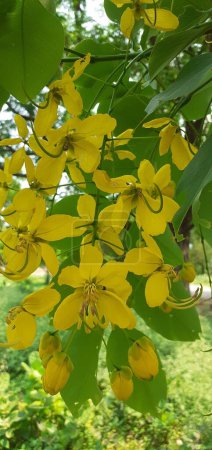 Golden Shower tree es una planta con flores también conocida como Cassia Fistula, Purging cassia, Pudding pipe tree o Indian laburnum. Lugar nativo de esta planta floreciente es el subcontinente indio y la región del sudeste asiático.