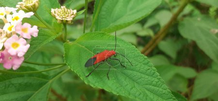 Dysdercus Cingulatus oder Bapak pucung ist eine Art aus der Familie der Pyrrhocoridae-Marienkäfer. Es ist ein ernsthafter Schädling der Baumwollpflanzen. Es ist auch bekannt als roter Baumwollfleck.