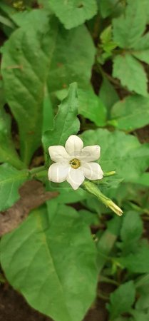 Nicotiana plumbaginifolia is a solanaceae family Species wild tobacco plant. It is also known as Tex Mex Tobacco.