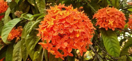 Ixora Coccinea is a species of Rubiaceae family flowering plant. It is also known Jungle Flame, Pendkuli, Jungle Geranium and Flame of the woods. Native place of this flowering plant is India.