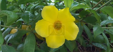 Allamanda est une plante à fleurs persistantes de la famille des Apocynacées. Lieu natal de cette plante à fleurs est l'Amérique.