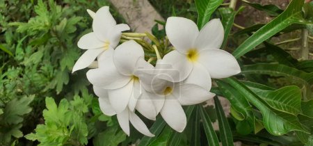 Plumeria Pudica est une plante de la famille des Apocynacées. Il est communément connu Bouquet de mariée, Frangipani blanc, Plumeria feuille de violon, Plumeria sauvage, Bonairian Oleander, Champa thaïlandais et Naag Champa.