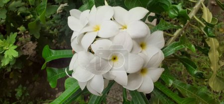 Plumeria Pudica is Apocynaceae family flowering plant. It is commonly known Bridal Bouquet, White Frangipani, Fiddle leaf Plumeria, Wild Plumeria, Bonairian Oleander, Thai Champa and Naag Champa.