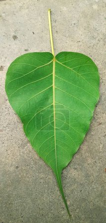 Most Beautiful Green  Peepal Tree Leaf Isolated on Gray background.