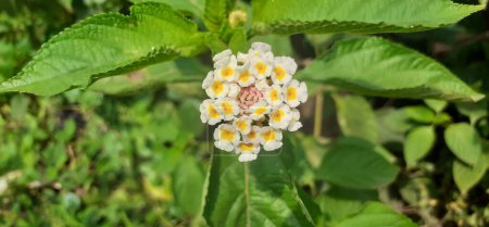 Lantana Camara, auch als Gemeine Lantana bekannt, ist eine blühende Pflanze. Ihr Ursprungsort liegt in den zentral- und südamerikanischen Tropen. Aber sie ist von Amerika auf mehr als 50 Länder verteilt..
