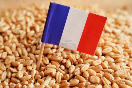 Téléchargez les photos : France on grain wheat, trade export and economy concept. - en image libre de droit
