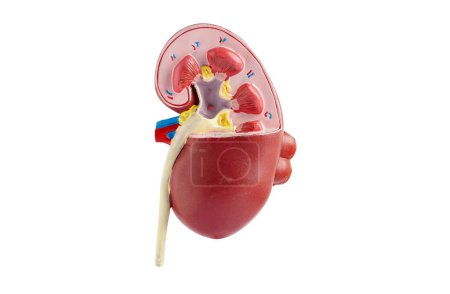 Photo for Kidney model isolated on white background with clipping path. Chronic kidney disease, treatment urinary system, urology, Estimated glomerular filtration rate eGFR. - Royalty Free Image