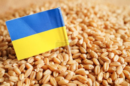 Ukraine über Getreideweizen, Handelsexport und Wirtschaftskonzept.