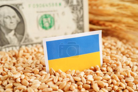 Photo for Ukraine flag on grain wheat, trade export and economy concept. - Royalty Free Image