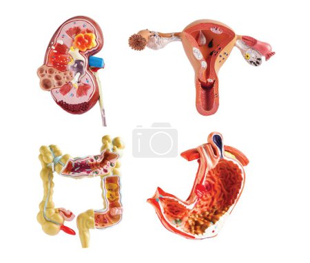 Photo for Kidney, Stomach, Uterus and  Intestine model isolated on white background, anatomy model for study diagnosis and treatment in hospital. - Royalty Free Image