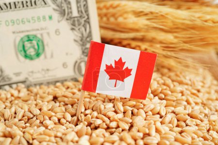 Téléchargez les photos : Drapeau du Canada sur le blé grain, le commerce, l'exportation et l'économie concept. - en image libre de droit