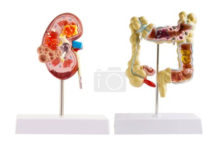 Kidney and Intestine model isolated on white background. 