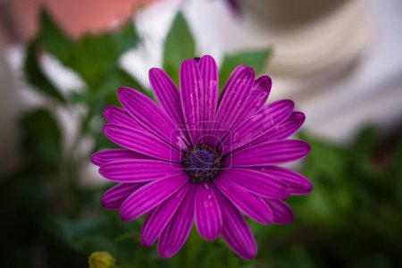 Foto de Fotografía de una flor de margarita con pétalos morados fotografías de flores y naturaleza - Imagen libre de derechos