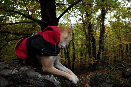 Foto de Dog puppy of japanese shiba inu breed in the field playing fetch among the stones pets and animals - Imagen libre de derechos