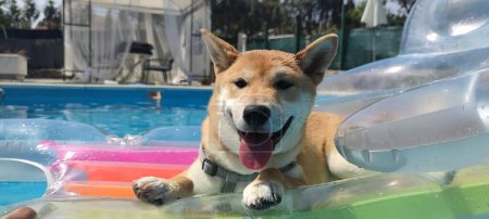 Foto de Shiba inu breed dog puppy in the pool on a plastic lounger with his tongue out - Imagen libre de derechos