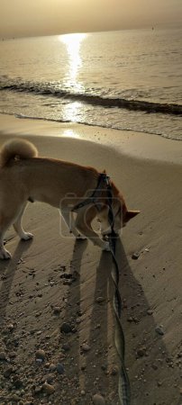 Foto de Dog puppy on the sand on the beach at dawn of the day with the sea water in the background - Imagen libre de derechos