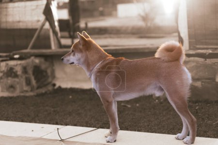Foto de Puppy japanese dog shiba inu watching attentive looking at the horizon - Imagen libre de derechos