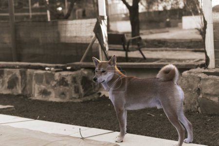 Foto de Puppy japanese dog shiba inu watching attentive looking at the horizon - Imagen libre de derechos