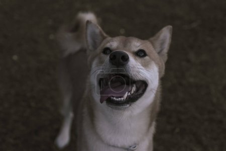 Foto de Puppy japanese dog shiba inu showing tongue happy looking at the camera - Imagen libre de derechos