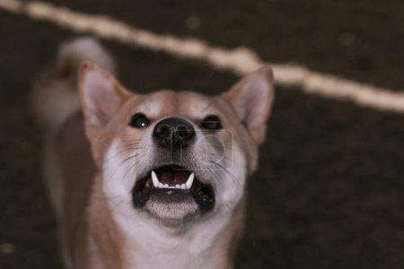 Foto de Puppy japanese dog shiba inu showing fangs happy looking - Imagen libre de derechos