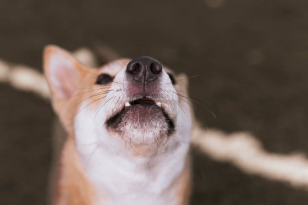 Foto de Puppy japanese dog shiba inu showing fangs happy looking - Imagen libre de derechos