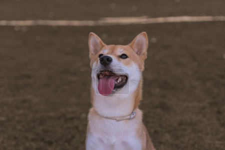 Foto de Puppy japanese dog shiba inu showing tongue happy looking at the camera - Imagen libre de derechos