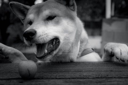 Foto de Shiba inu crianza cachorro de perro apoyado con sus patas delanteras en una mesa de madera mirando hacia fuera que sobresale su lengua imagen animal en blanco y negro - Imagen libre de derechos