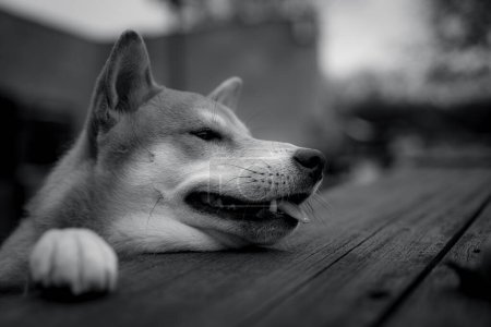 Foto de Shiba inu crianza cachorro de perro apoyado con sus patas delanteras en una mesa de madera mirando hacia fuera que sobresale su lengua imagen animal en blanco y negro - Imagen libre de derechos
