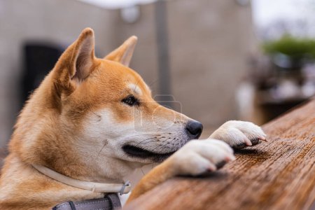 Foto de Shiba inu crianza perro cachorro descansando con sus patas delanteras en un madera mesa buscando - Imagen libre de derechos