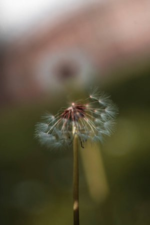 Foto de Primer plano vertical de una bola de cerbatana de diente de león común con la mitad de sus semillas esponjosas fotografía de flores y naturaleza para stock - Imagen libre de derechos