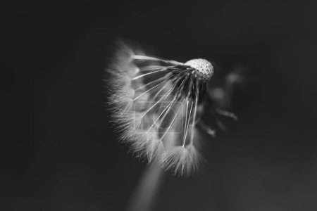 Foto de Primer plano vertical de una bola de cerbatana de diente de león común con la mitad de sus semillas esponjosas fotografía de flores y naturaleza para stock - Imagen libre de derechos
