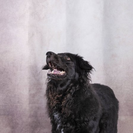 one black colored long haired retriever looking to the side with open mouth on gray background animal photography