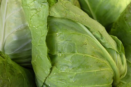 Photo for Textured beautiful head of cabbage with water droplets on the leaves. High quality photo - Royalty Free Image