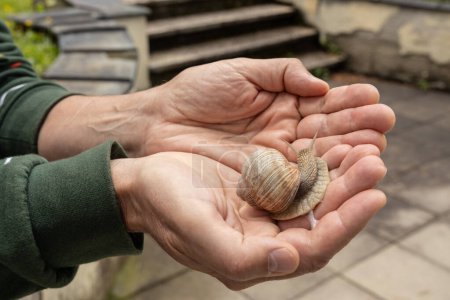 Photo for A large snail nestled comfortably in the mans palms and crawled out of the shell. High quality photo - Royalty Free Image
