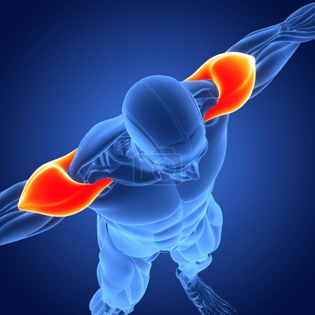 Téléchargez les photos : Système musculaire humain Muscles des bras Anatomie des muscles Deltoideus. 3D - en image libre de droit