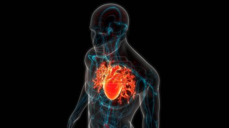 Foto per Anatomia cardiaca del sistema circolatorio umano. 3D - Immagine Royalty Free
