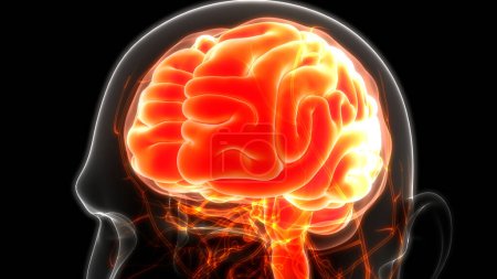 Téléchargez les photos : Anatomie cérébrale du système nerveux central humain. 3D - en image libre de droit