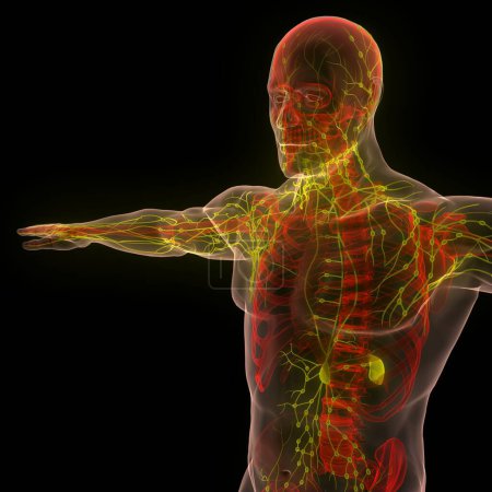 Téléchargez les photos : Humain Système interne Anatomie des ganglions lymphatiques. 3D - en image libre de droit