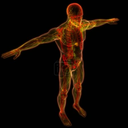 Téléchargez les photos : Humain Système interne Anatomie des ganglions lymphatiques. 3D - en image libre de droit