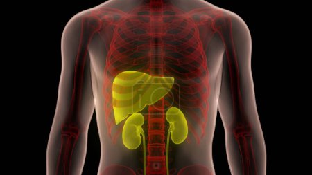 Órganos Internos Humanos Hígado con Anatomía de Riñones. 3D