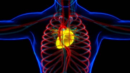 Sistema Circulatorio Humano Anatomía del Corazón. 3D