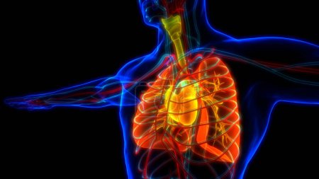 Foto per Anatomia polmonare del sistema respiratorio umano. 3D - Immagine Royalty Free
