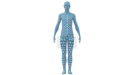 Photo for Human Outer Body Anatomy. 3D - Royalty Free Image