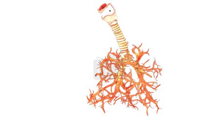 Téléchargez les photos : Appareil respiratoire humain Larynx, pharynx et bronchite Anatomie. 3D - en image libre de droit